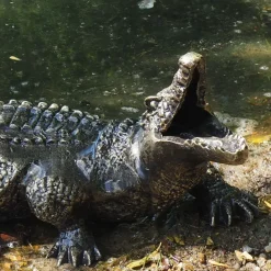Reptiles^Statues & Sculptures Baby Crocodile Bronze Metal Garden Ornament