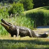 Reptiles^Statues & Sculptures Crocodile Life-Size Bronze Metal Garden Statue