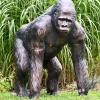 Wildlife^Statues & Sculptures Gorilla Life-Size Bronze Metal Garden Statue