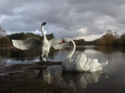 Swans^Statues & Sculptures Grand Pair of Swans Antique White Metal Garden Statues
