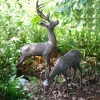 Stags & Deers^Statues & Sculptures Large Stag & Doe Deer Bronze Garden Statues